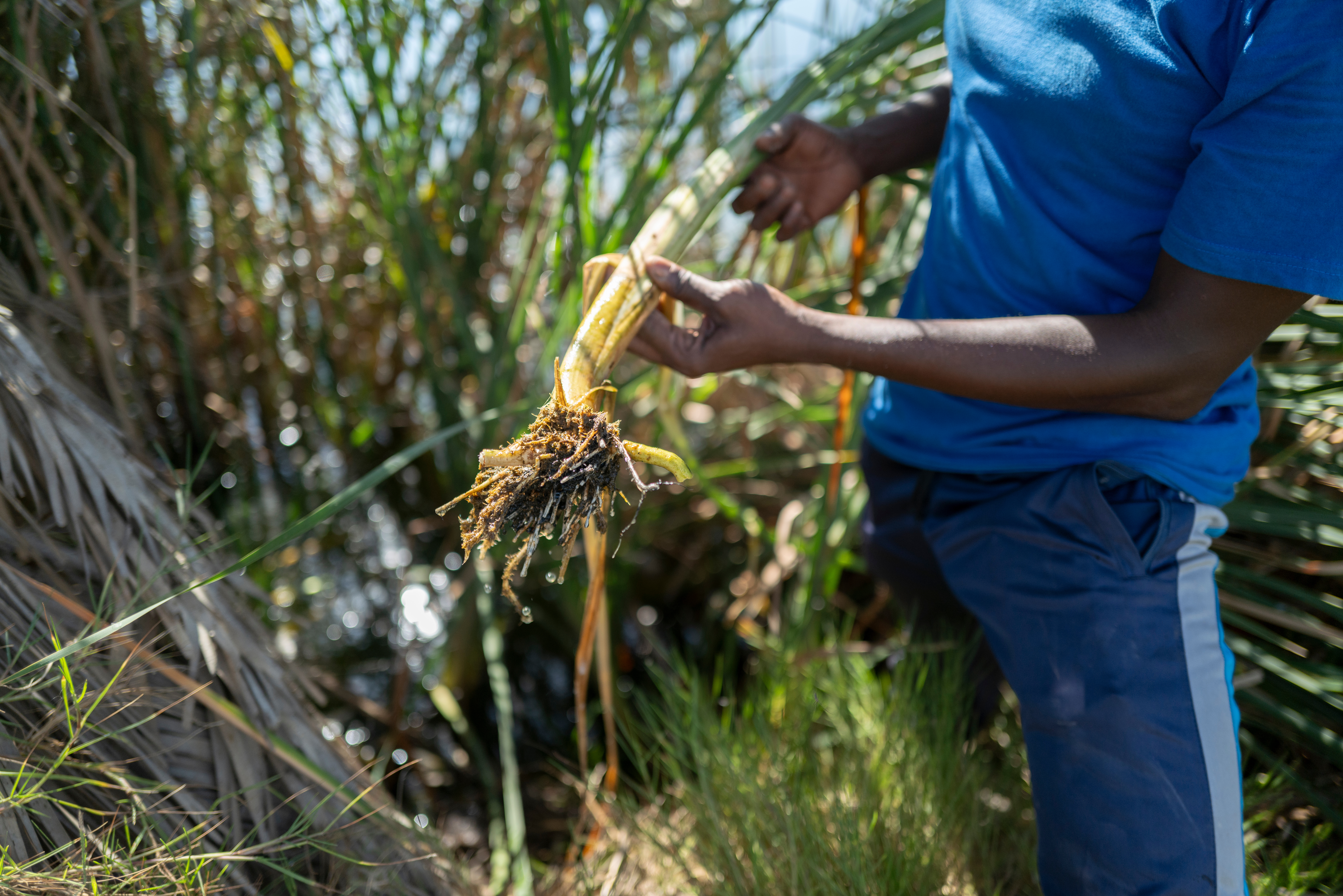 La tifa, una planta invasora, amenaza la supervivencia de la reserva natural urbana de Niayes, en Pikine, y hay planes para utilizarla como aislante para las casas o carbón para cocinar. Pikine (Senégal) ©AECID/Sylvain Cherkaoui 